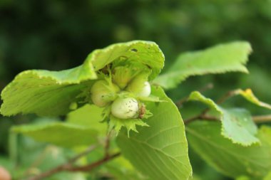 Bahçedeki mavi çiçekler