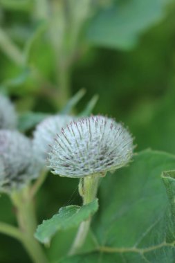 Bahçedeki mavi çiçekler