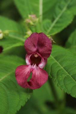 Bahçedeki mavi çiçekler