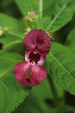 Bahçedeki mavi çiçekler