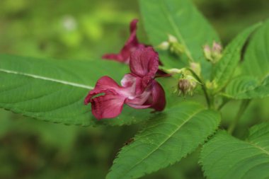 Bahçedeki mavi çiçekler