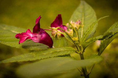Bahçedeki mavi çiçekler