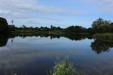 Bahçedeki mavi çiçekler