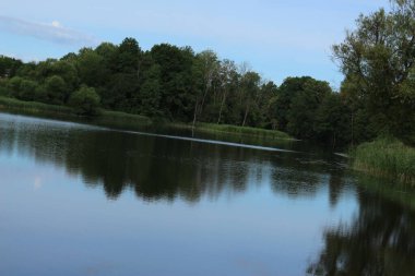 Bahçedeki mavi çiçekler