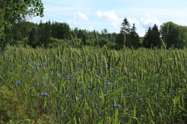 Bahçedeki mavi çiçekler