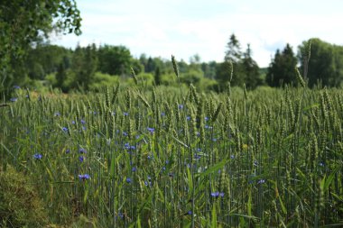 Bahçedeki mavi çiçekler