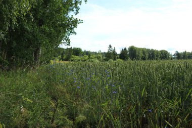 Bahçedeki mavi çiçekler