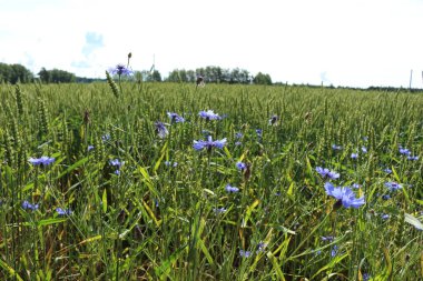 Bahçedeki mavi çiçekler
