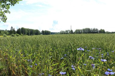 Bahçedeki mavi çiçekler