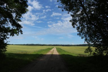 Bahçedeki mavi çiçekler