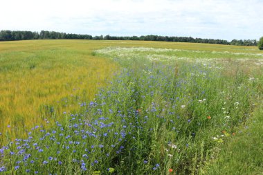 Bahçedeki mavi çiçekler