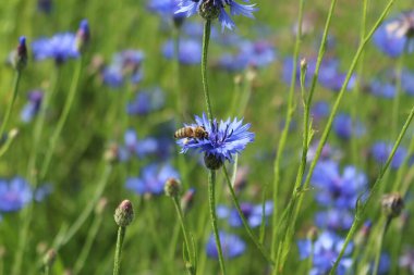 Bahçedeki güzel çiçekler