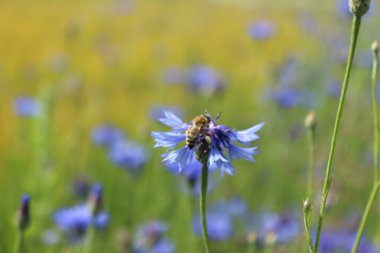 Mavi cornflowers alanında