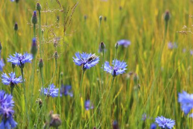 Güzel çiçekler, çiçek konsepti