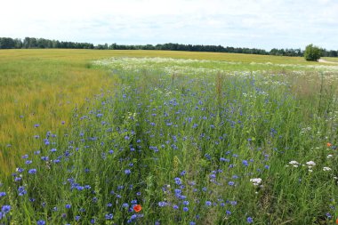 Çiçek tarlası, tarım kavramı