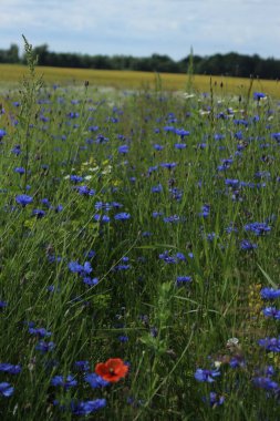Güzel çiçekler, çiçek konsepti