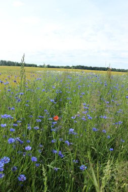 Yazın çiçek tarlası