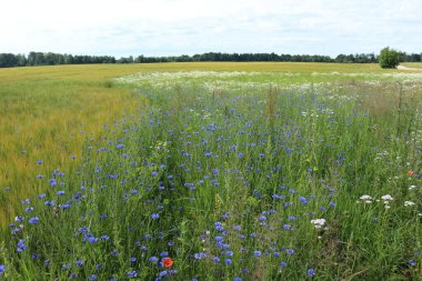 alan güzel çiçekleri ile