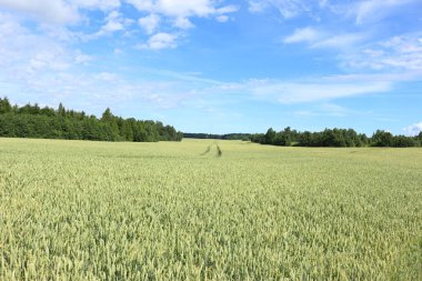 Yeşil buğday tarlası ve mavi gökyüzü