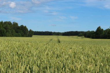 Buğday alanı hem de orman