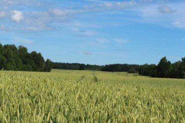 Yazın çavdar ve buğdaylı tarla.
