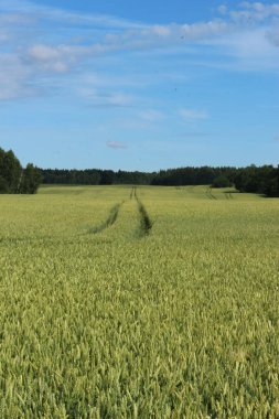 Yazın yeşil mısır tarlası
