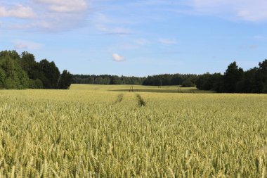 Buğday alan ve mavi gökyüzü