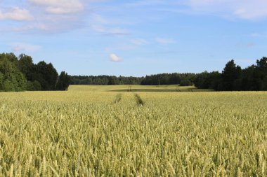 Buğday tarlası ve mavi gökyüzü