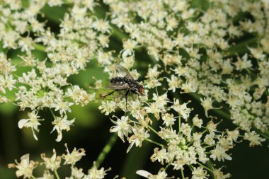 Beyaz bir çiçekte arı.
