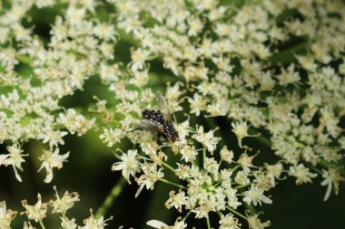 Beyaz bir çiçekte küçük bir arı