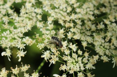 Bahçedeki güzel çiçekler