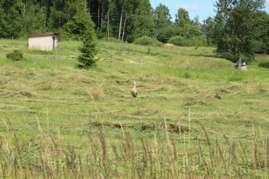 Tarladaki saman yığınları