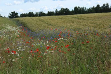 Yaz manzarası, güzel tarlalar ve çiçekler.