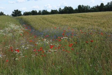 Kırmızı gelincikli tarla, vahşi çiçekler ve bulutlu mavi gökyüzü