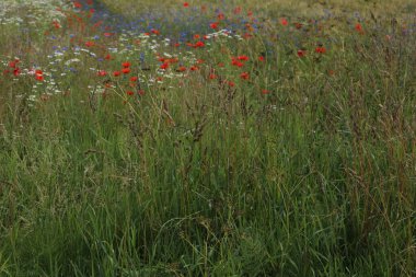çiçekli güzel çayır