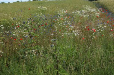 Bahçedeki güzel çiçekler