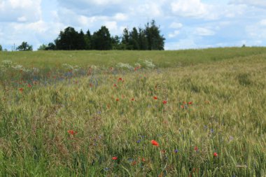 Yazın gelincikli tarla