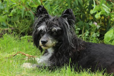 Siyah-beyaz sınırda otların üzerinde oturan çoban köpeği.