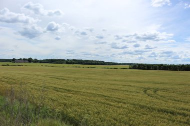 Güzel bir mısır tarlası manzarası ve bulutlu bir gün.