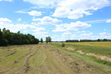 güneşli bir köy yolunda.