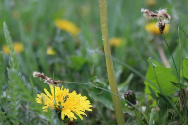 Karahindiba bahçede