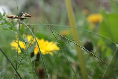 Çayırdaki sarı karahindiba çiçeği