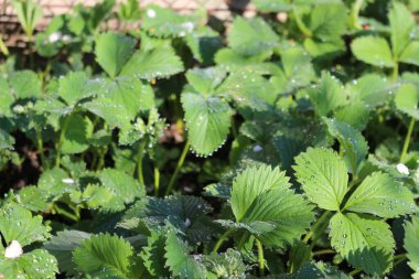 Çalının yeşil yaprakları ilk baharda.