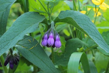 Kapalı - bahçede mor bir çiçek