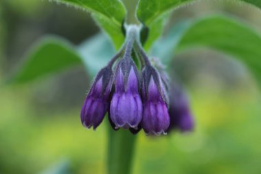 Bahçedeki güzel çiçek