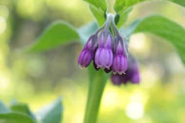 Bahçedeki mor çiçek