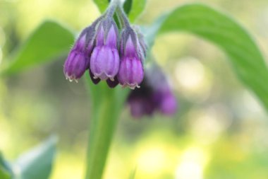 Bahçedeki güzel mor çiçekleri kapat, seçici odaklan.