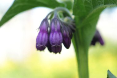 Bahçedeki mor çiçek