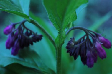 Bahçedeki güzel çiçekler