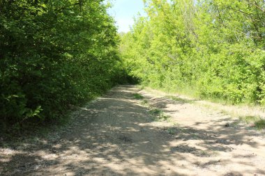 Ormanda yeşil ağaçlar.